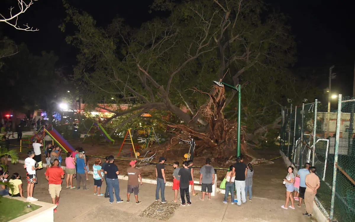 Enorme árbol de la plaza Galena se cae y deja al menos 11 lesionados en Ciudad Madero José Luis Tapia